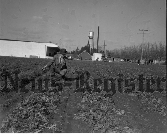 1950-2 Alderman Farms, Jack Hansell surveying crop.jpeg