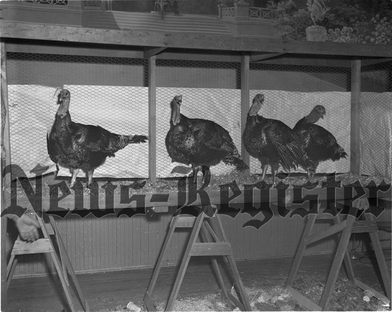 1951-12 Pacific Coast Turkey Exhibit-Top four birds in final judging .jpeg