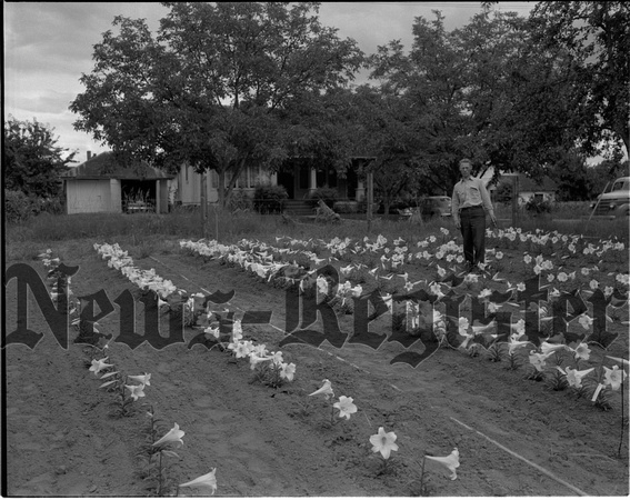 1946-7-25 Robert Travis and Easter Lilly Cultivation.jpeg