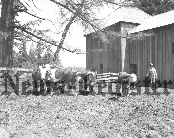 1937-5-13 Gray Ranch cattle-3