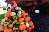 Draper Farms pumpkins