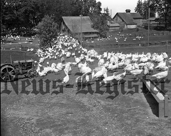 1940-4 Henry w. Domes turkey ranch