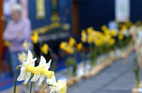 Amity Daffodil Festival -DM