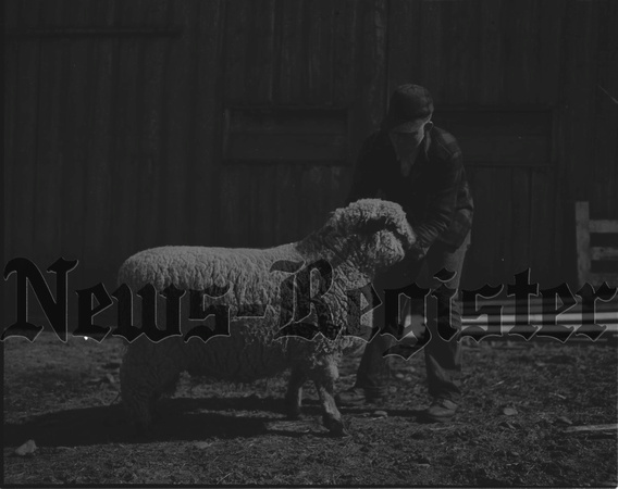 Broadmead Farm Sheep 4.jpeg