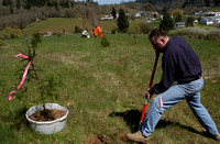 Tree Planting at Cove Orchard-DM