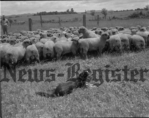 Sheep Herd .jpeg