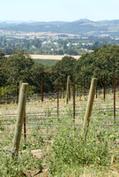 Vineyards above Carlton TB