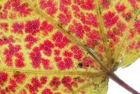 Fall leaf; closeups