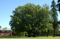 LC's Oak Grove trees; CR
