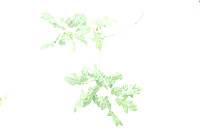 tempo- oak leaves -TB