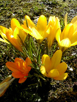 First crocus blooming -TB
