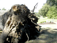 Fallen oak at Michelbook OB
