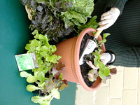 H&G - planting lettuce -TB