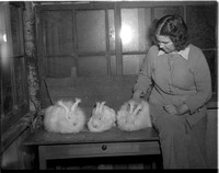 Angora Rabbits .jpeg