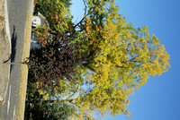 Fall trees along W.2nd