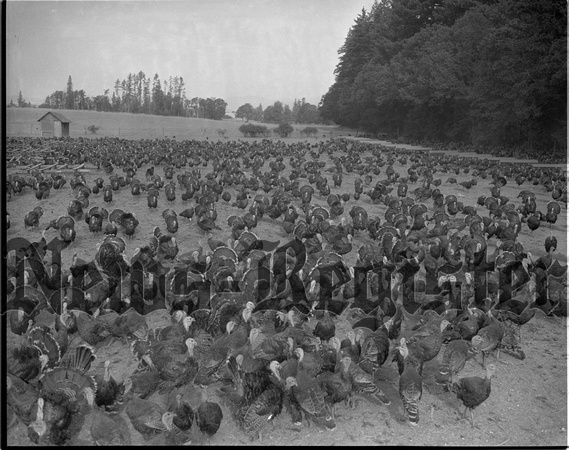 Turkeys in an agricultural scene 3.jpeg