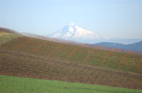 Vineyard Scenic Mt. Hood - CR