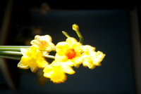 H&G- daffodil boquet -TB