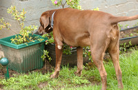 Pets in the Garden - CR