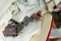Baby birds at vets -TB