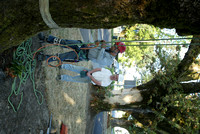 Tree removal @ Cook Sch -TB