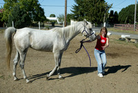 Sherry Edwards' horse -TB