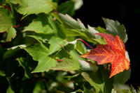 fall leaf - TB