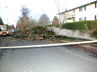 Tree Falls on Car - CR