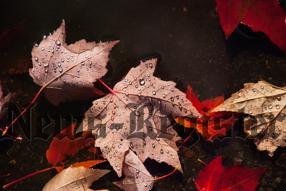 LEAVES IN PUDDLE_DSC_0467