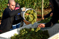 Stoller wine Harvest