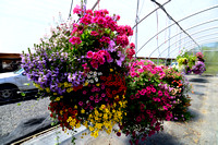 Flowering Baskets Stopping By