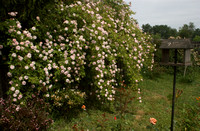 Giant Rose Bush