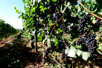 Stoller Vineyards grape harvest