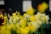 Daffodil Festival - ML