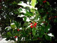 Snow on holly -- sp