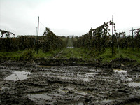 Gravel Pit Near Dairy