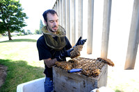 Patton Bee Hive